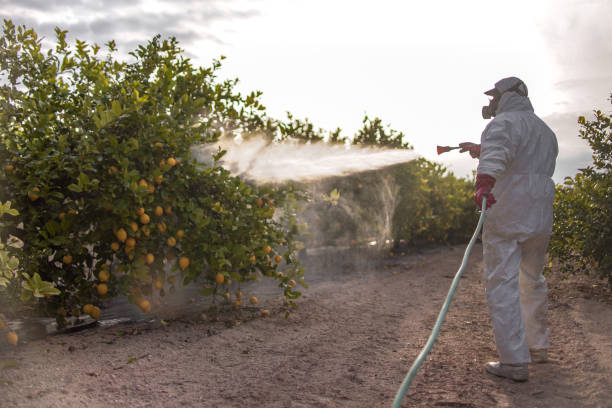 Best Termite Control Services  in Richlands, NC